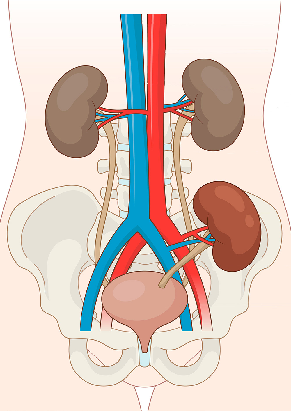 transplantation rein