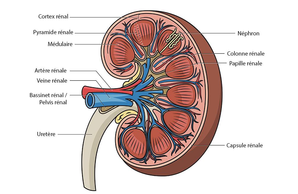 L'anatomie des reins